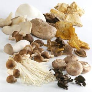 champignons anti cancer