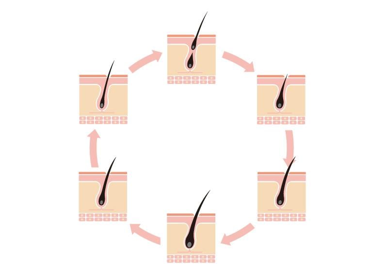 Le cycle du cheveu : anagène, catagène, télogène