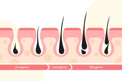 Vis ma vie de cheveu